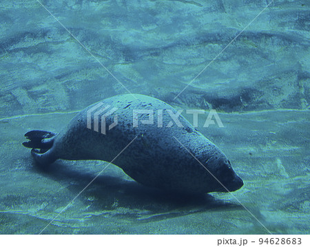 Lone sea seal in the ocean Lone sea seal in the ocean 94628683