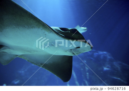 Stingray, in the ocean Stingray, in the ocean 94628716