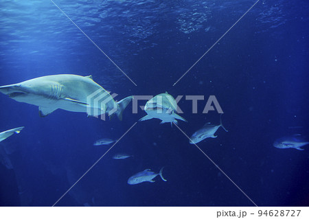 Great lone shark in the ocean 94628727