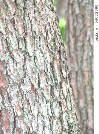 木の幹の樹皮 94628999