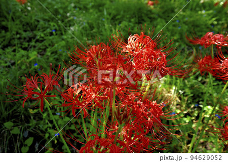 サリオパーク祖父江の彼岸花 サリオパーク祖父江の彼岸花 94629052