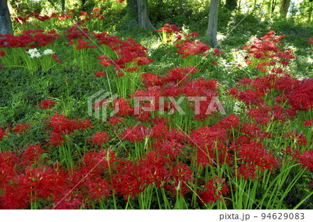 サリオパーク祖父江の彼岸花 サリオパーク祖父江の彼岸花 94629083