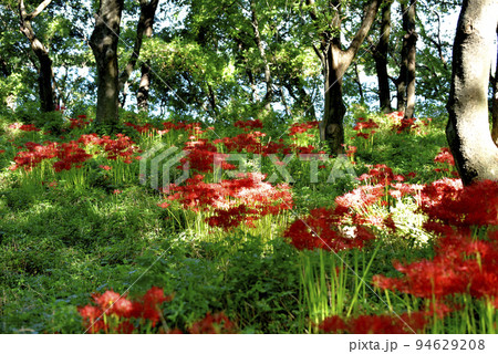 サリオパーク祖父江の彼岸花 サリオパーク祖父江の彼岸花 94629208