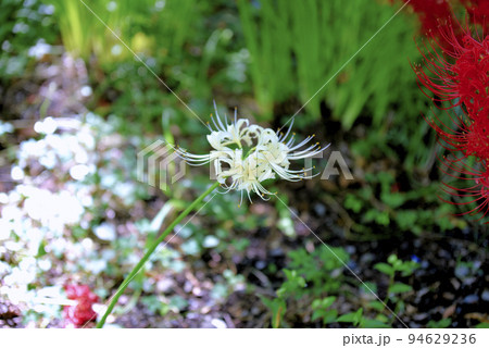 サリオパーク祖父江の彼岸花 サリオパーク祖父江の彼岸花 94629236