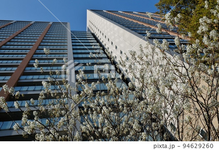 マンションの庭に咲く満開のシデザクラ マンションの庭に咲く満開のシデザクラ 94629260