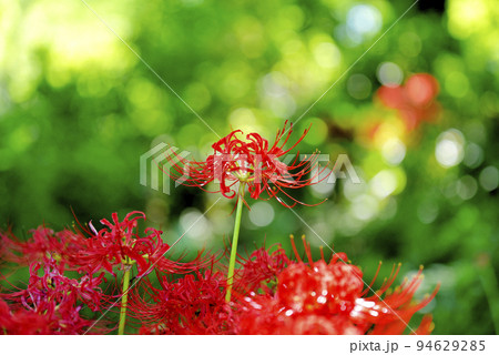 サリオパーク祖父江の彼岸花 サリオパーク祖父江の彼岸花 94629285