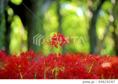 サリオパーク祖父江の彼岸花 サリオパーク祖父江の彼岸花 94629287