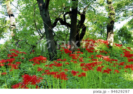 サリオパーク祖父江の彼岸花 94629297