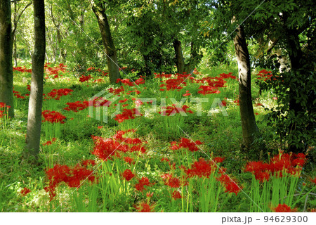 サリオパーク祖父江の彼岸花 サリオパーク祖父江の彼岸花 94629300
