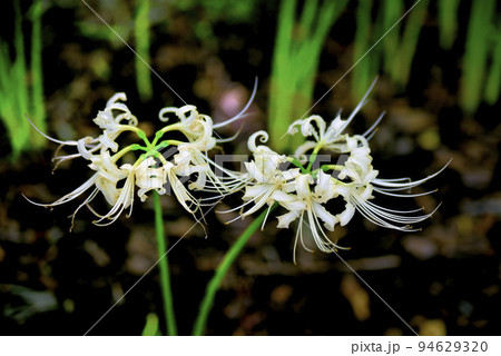 サリオパーク祖父江の彼岸花 サリオパーク祖父江の彼岸花 94629320