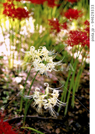 サリオパーク祖父江の彼岸花 94629333