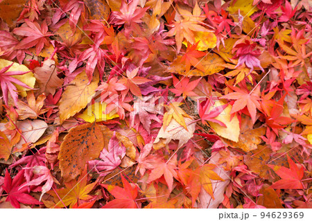 紅葉が美しい！カラフルな落ち葉のじゅうたん 94629369
