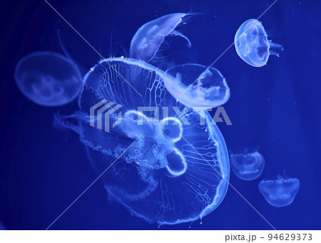 Fluorescent jellyfish on blue background, the ocean Fluorescent jellyfish on blue background, the ocean 94629373