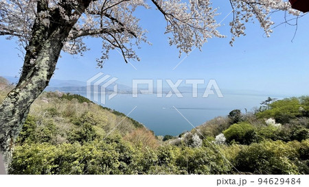 桜満開のつづら尾崎展望台からみた桜と琵琶湖 94629484