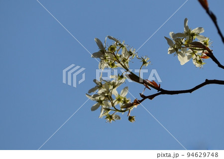 青空に映えるシデザクラ 94629748
