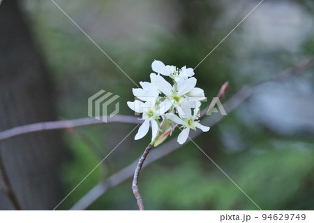 青空に映えるシデザクラ 94629749