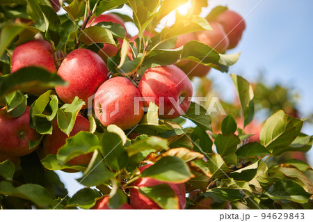 picture of a Ripe Apples in Orchard ready for harvesting,Morning shot picture of a Ripe Apples in Orchard ready for harvesting,Morning shot 94629843