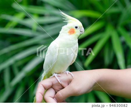 Cockatiel parrot in the garden.  Bird for pets 94630082