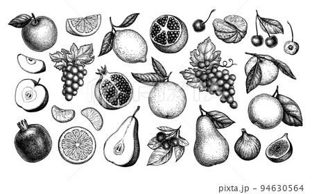 Fruits big collection. 94630564