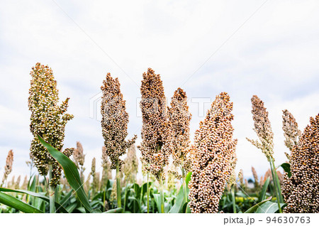 ソルガム畑 94630763