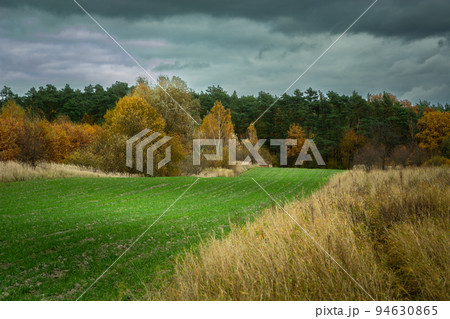 Green field in front of an autumn forest and cloudy sky 94630865