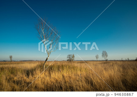 Birch without leaves in a meadow like a savannah 94630867