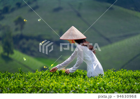 Asian woman wearing Vietnam culture traditional in green tea field, Vietnam. 94630968