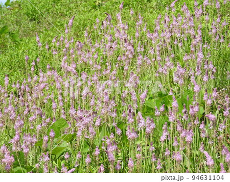 土手などに群生する多年草「ツルボ」 土手などに群生する多年草「ツルボ」 94631104
