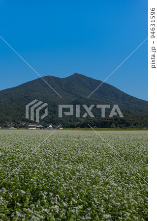 筑波山の秋　秋の蕎麦畑 94631596