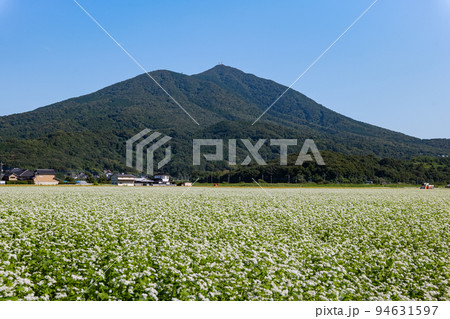 筑波山の秋　秋の蕎麦畑 94631597