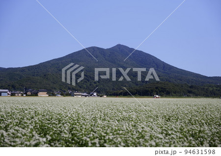 筑波山の秋　秋の蕎麦畑 94631598