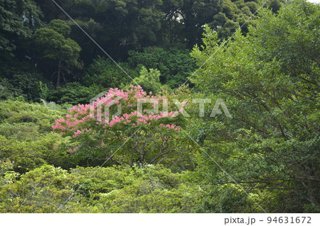 【大分県別府市】ツツジの花 【大分県別府市】ツツジの花 94631672