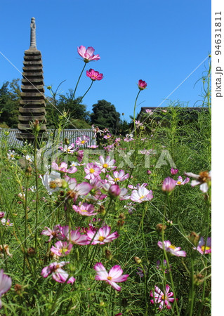 コスモス寺 秋桜 コスモス 秋 花言葉 般若寺 奈良県奈良市 奈良交通バス 季語 御朱印 コスモス寺 秋桜 コスモス 秋 花言葉 般若寺 奈良県奈良市 奈良交通バス 季語 御朱印 94631811