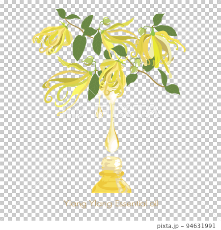 依蘭依蘭插圖、精油和香氣 94631991