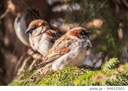 Sparrow sits on a fir branch in the sunset light. 94632001