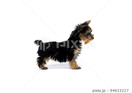 たたずむ子犬　ヨークシャーテリア　白バック 94633227