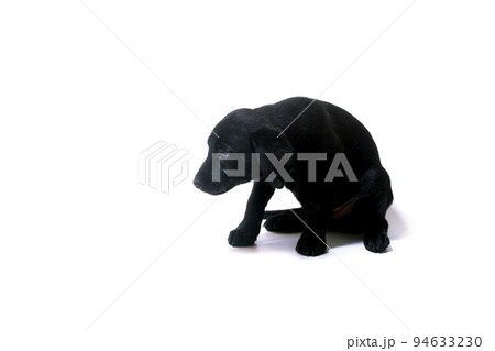 見つめる子犬　ラブラドールレトリバー　白バック 94633230