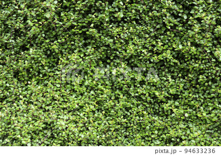 いちめんの葉っぱ　ワイヤープランツ　グラフィック素材 94633236