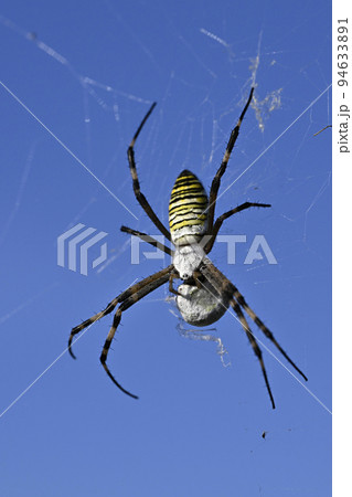 ナガコガネグモ 94633891