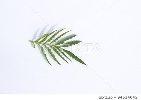 白い背景 葉 植物 94634045