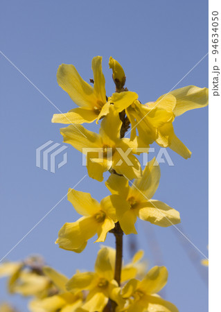 花 開花 春の花 94634050