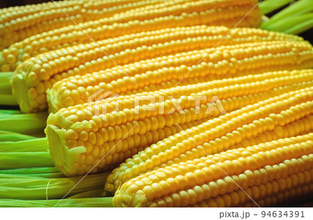 corn background 94634391