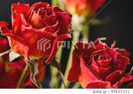 faded roses 94635331