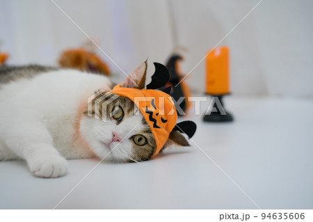 cat with halloween costume concept during play toy 94635606