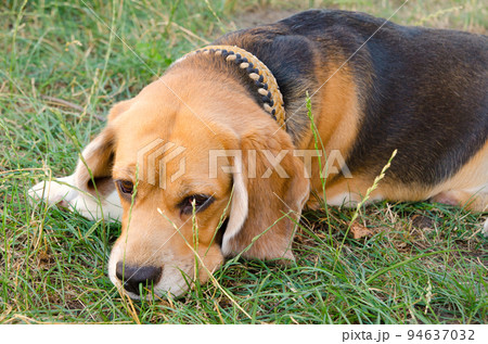 beagle dog 94637032