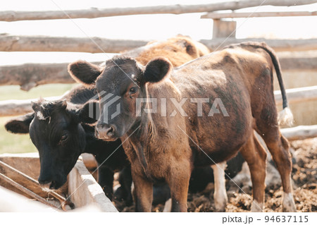 Portrait of a samall brown calf. calves in the pen against the background of a manure 94637115