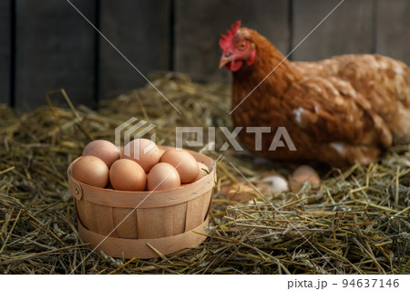 basket of eggs with hen in dry straw inside a chicken coop on the background basket of eggs with hen in dry straw inside a chicken coop on the background 94637146