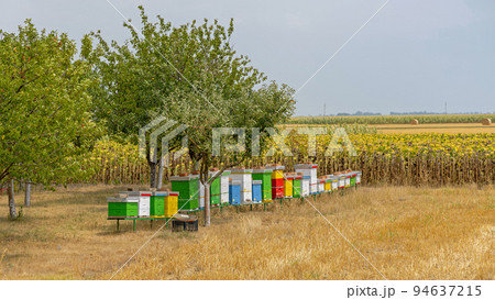 Beehives in Field 94637215