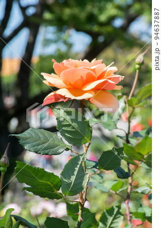 花 フラワー お花 94637887