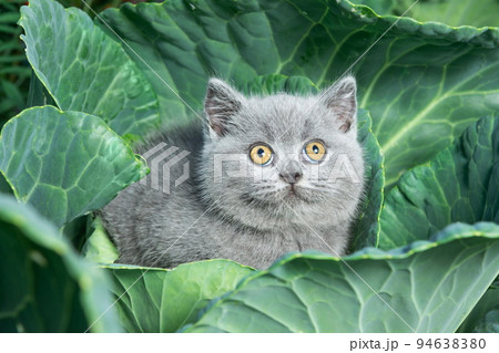 A British grey shorthair kitten is sitting in a cabbage close-up. 94638380